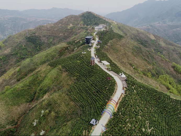 陜西廣電融媒體集團(tuán)農(nóng)林衛(wèi)視助力陜西茶區(qū)“以茶興業(yè)，以茶富民”