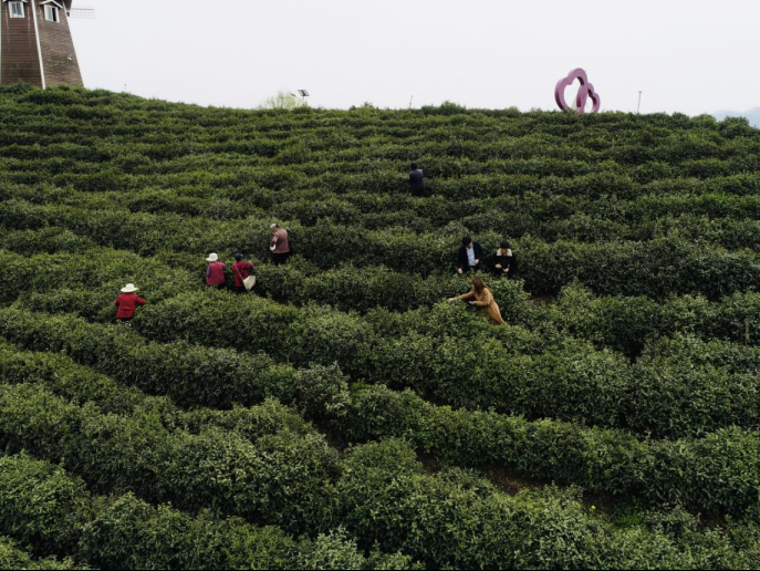 陜西廣電融媒體集團農林衛(wèi)視助力陜西茶區(qū)“以茶興業(yè)，以茶富民”