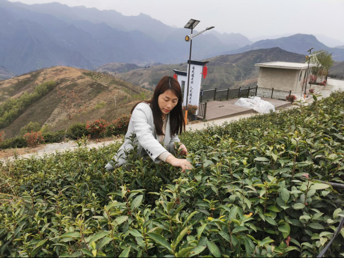 陜西廣電融媒體集團農林衛(wèi)視助力陜西茶區(qū)“以茶興業(yè)，以茶富民”